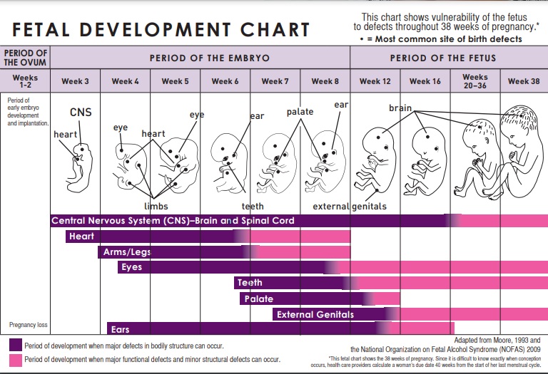 fetal growth chart from CDC
