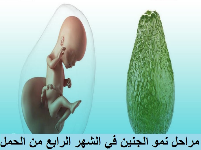 مراحل تطور الجنين في الشهر الرابع من الحمل