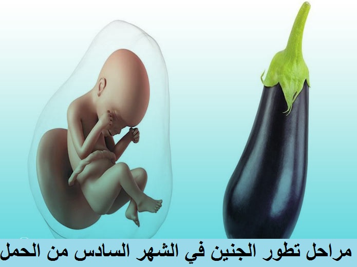 مراحل تطور الجنين في الشهر السادس من الحمل