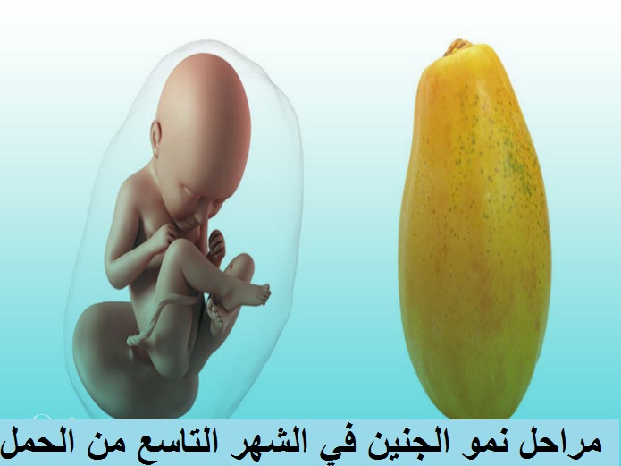 مراحل نمو الجنين في الشهر التاسع من الحمل