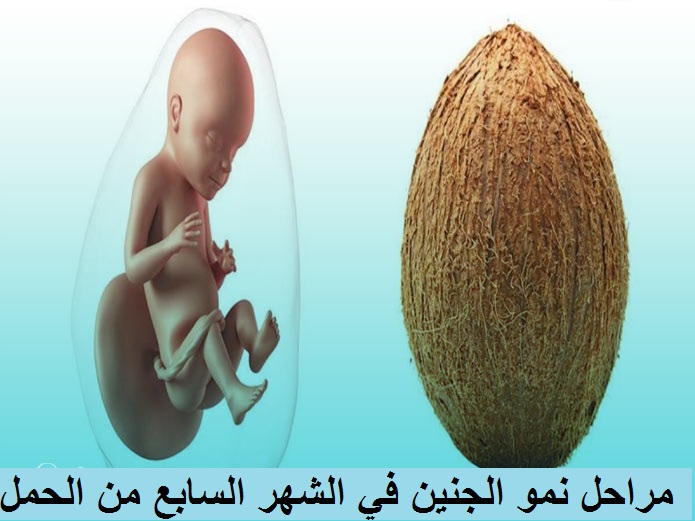 مراحل نمو الجنين في الشهر السابع من الحمل