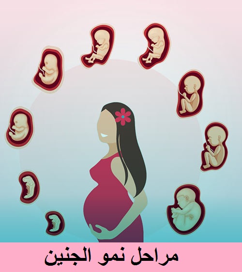 مراحل نمو الجنين طوله ووزنه