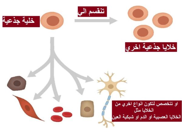 العلاج بالخلايا الجذعية